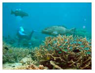 (A) "healthy" coral reef in the Great Barrier Reef with good water quality