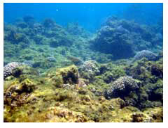 (B) degraded coral reef in Western Australia with algae and poor water quality