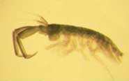 The crustacean Corophium voluptator