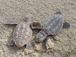 baby loggerheads