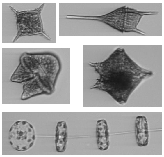 Kollage planktonbildet cropped BK-1_Bengt
