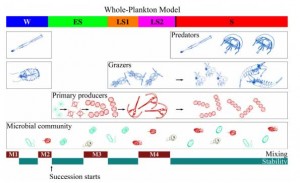 Conceptual representation of the whole-plankton model