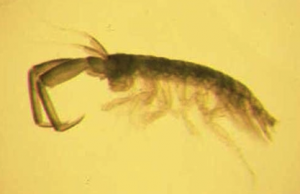 The crustacean Corophium voluptator