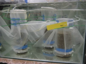 Incubated sediment corers during the experiment