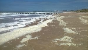 Bloom of the Prymnesiophycea Phaeocytis globosa (accumulation of foam) in the eastern English Channel (credit: Lefebvre A., Ifremer).