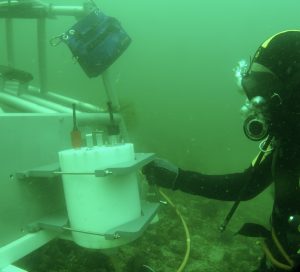 Diver performing maintenance of an underwater node in the North Sea near the island of Helgoland (credit: Fischer P., AWI)