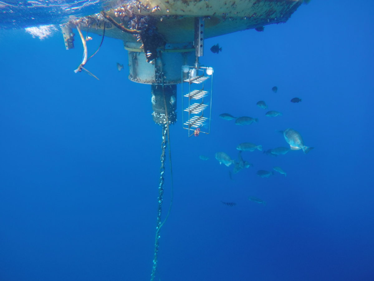 Water passive sampler placed under the buoy